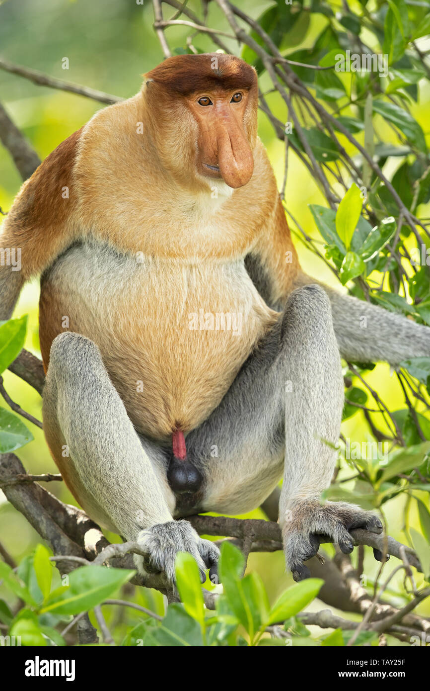 Proboscide di scimmia (Nasalis larvatus) o a becco lungo la scimmia, noto come bekantan in Indonesia. Preso in Borneo Foto Stock