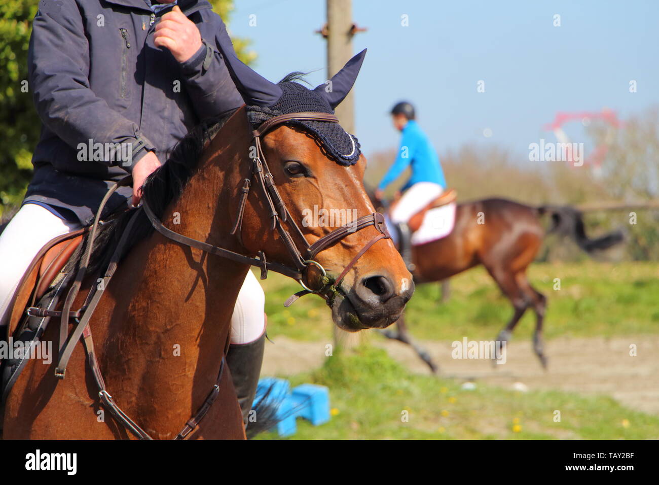 Testa di cavallo montato con una briglia realizzata in pelle marrone Foto Stock