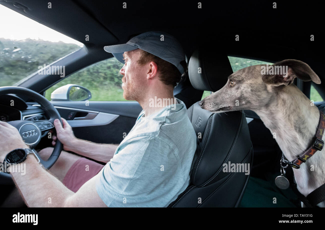 Uomo alla guida mentre il suo pet Whippet sorge sul sedile posteriore. Foto Stock