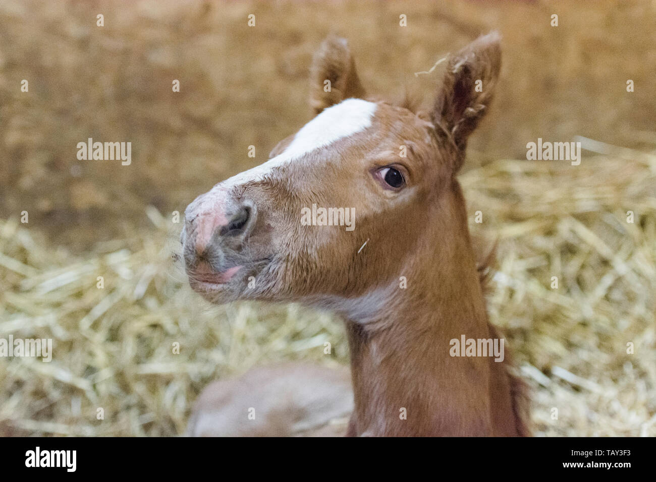 Il nuovo nato il puledro Foto Stock