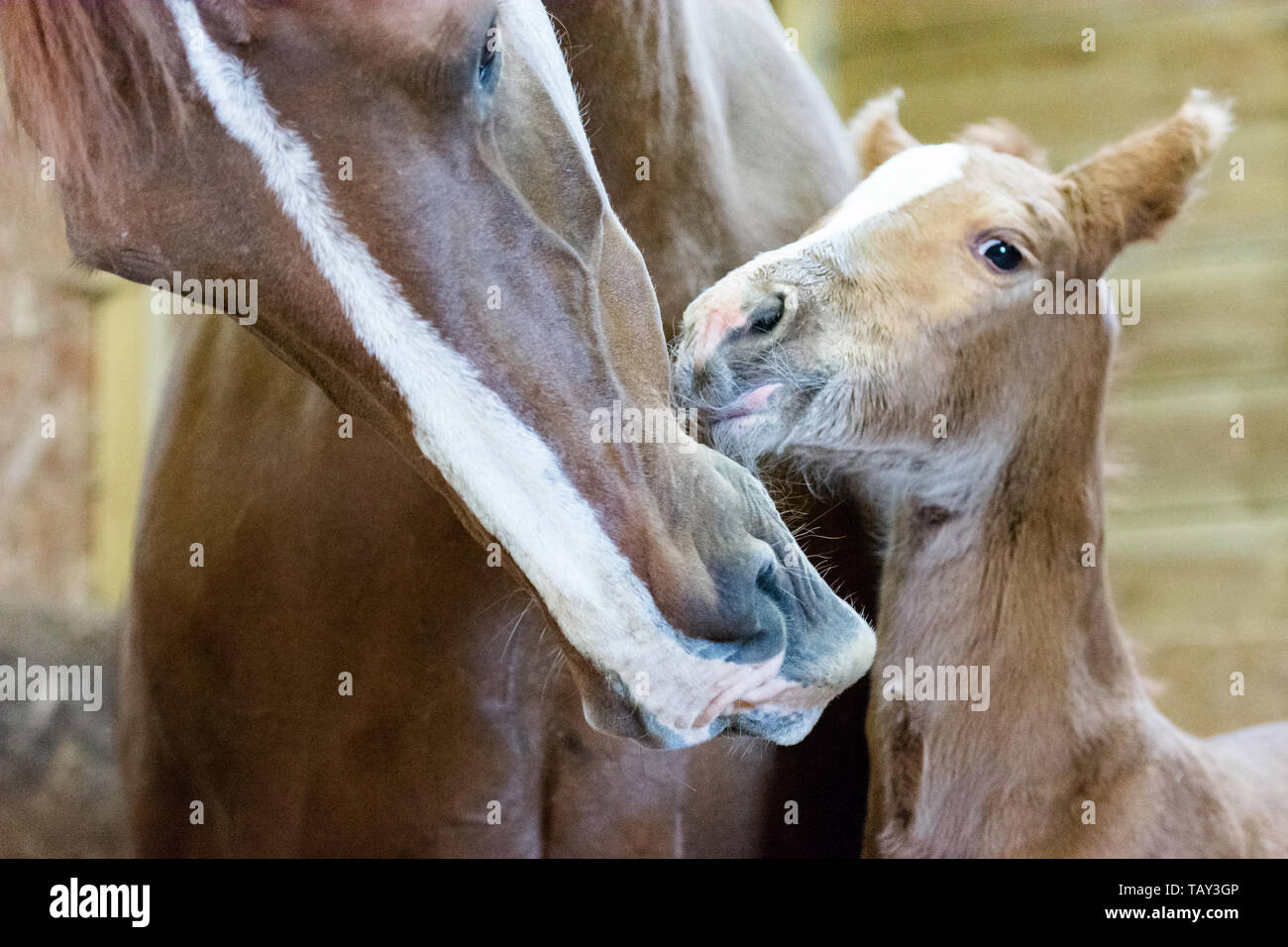 Il nuovo nato il puledro Foto Stock