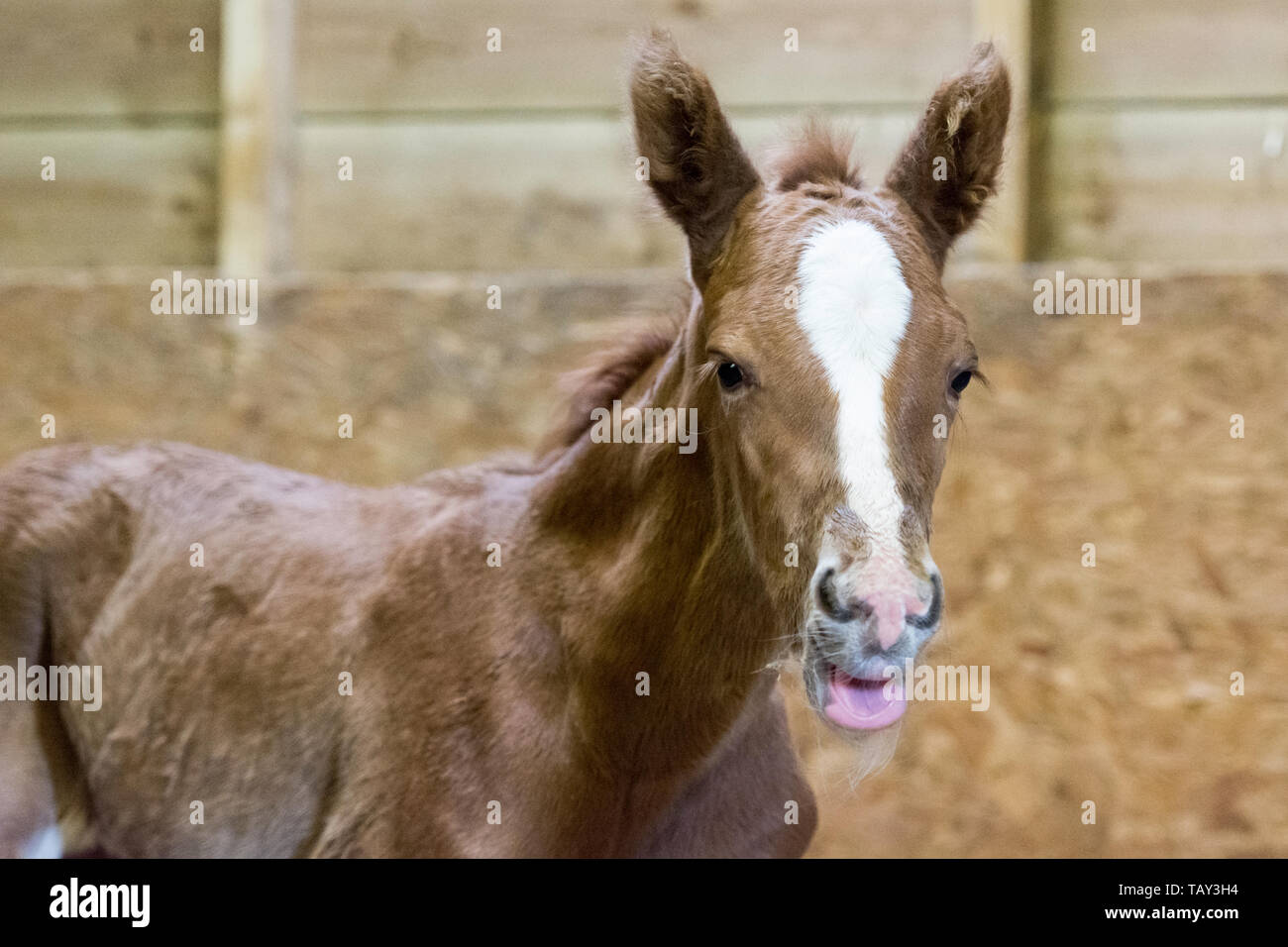 Il nuovo nato il puledro Foto Stock