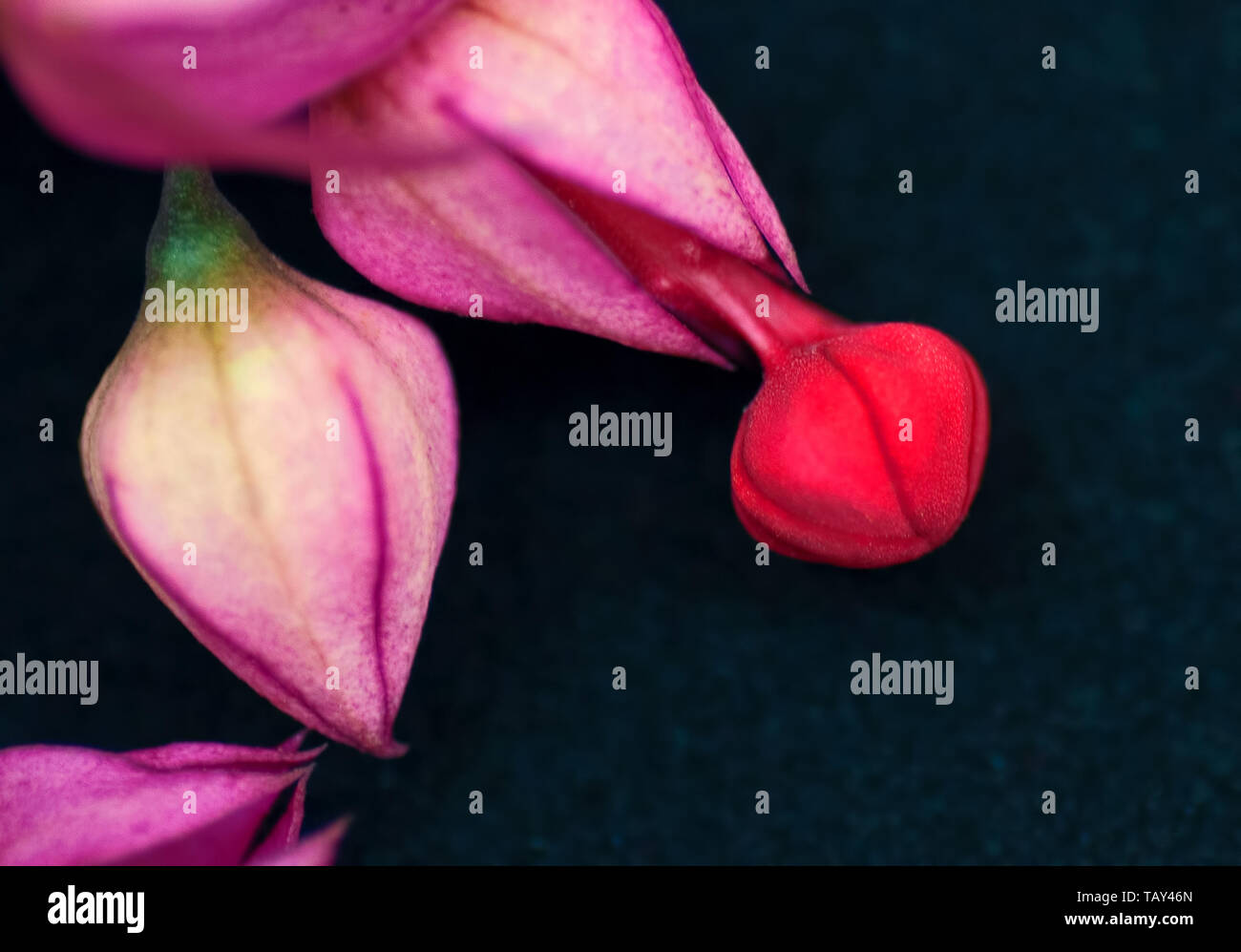 Scarlet Gloria Bower germoglio di fiore Foto Stock