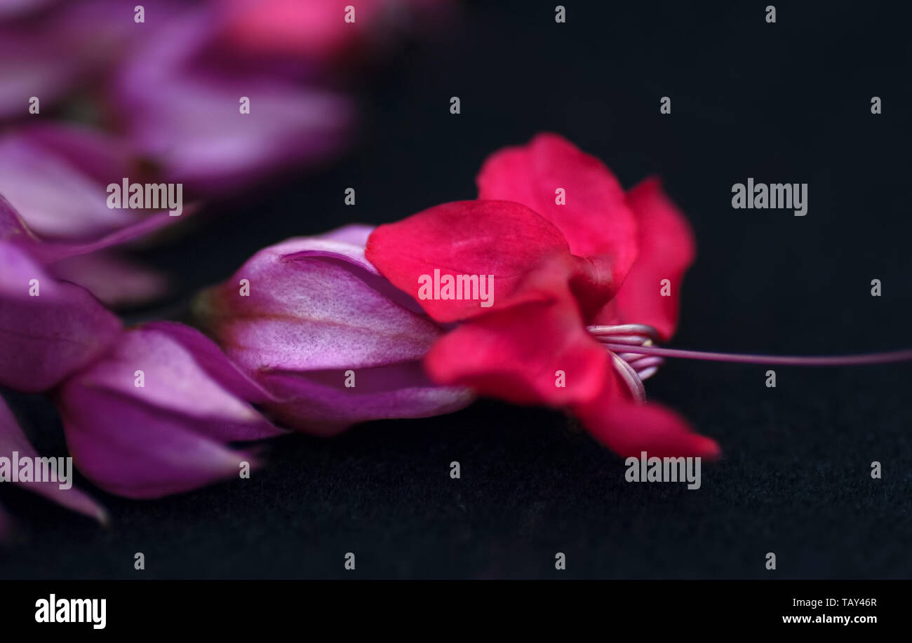 Scarlet Gloria pergolato in fiore Foto Stock