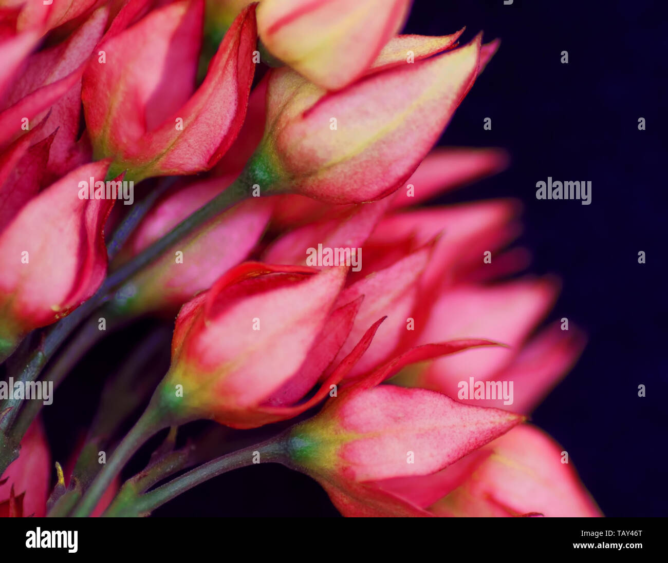 Scarlet Gloria Bower più speso le gemme Foto Stock