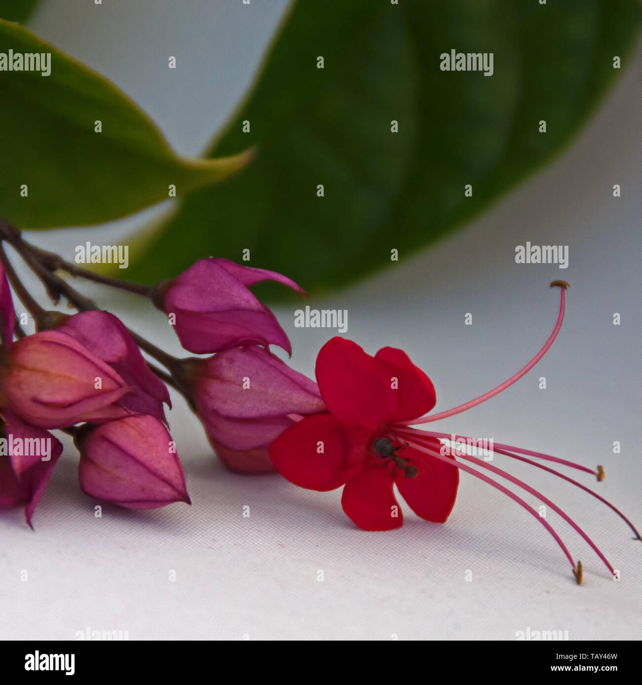 Scarlet Gloria Bower bombardiere foto Foto Stock