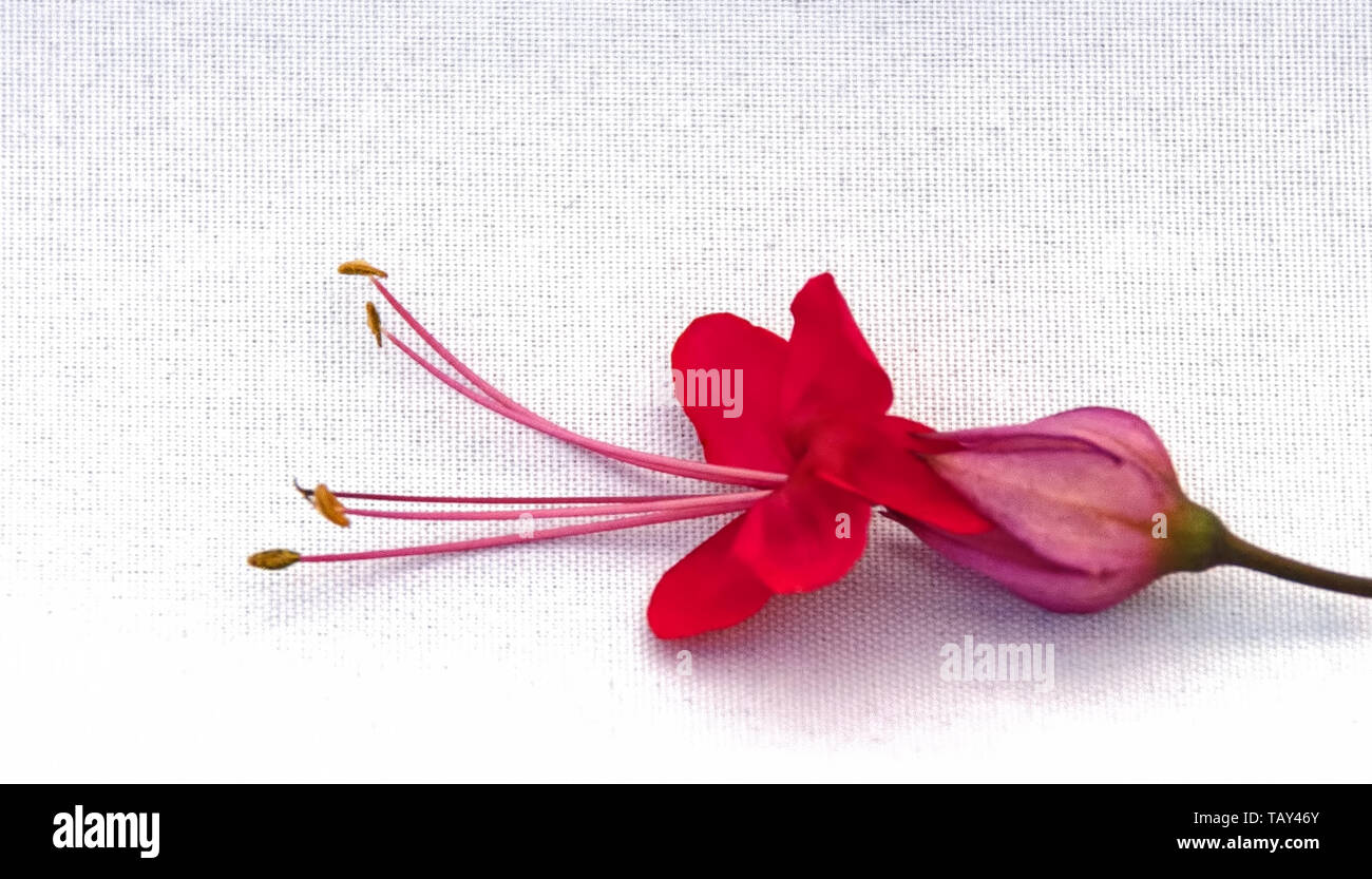 Scarlet Gloria Bower fiore singolo Foto Stock