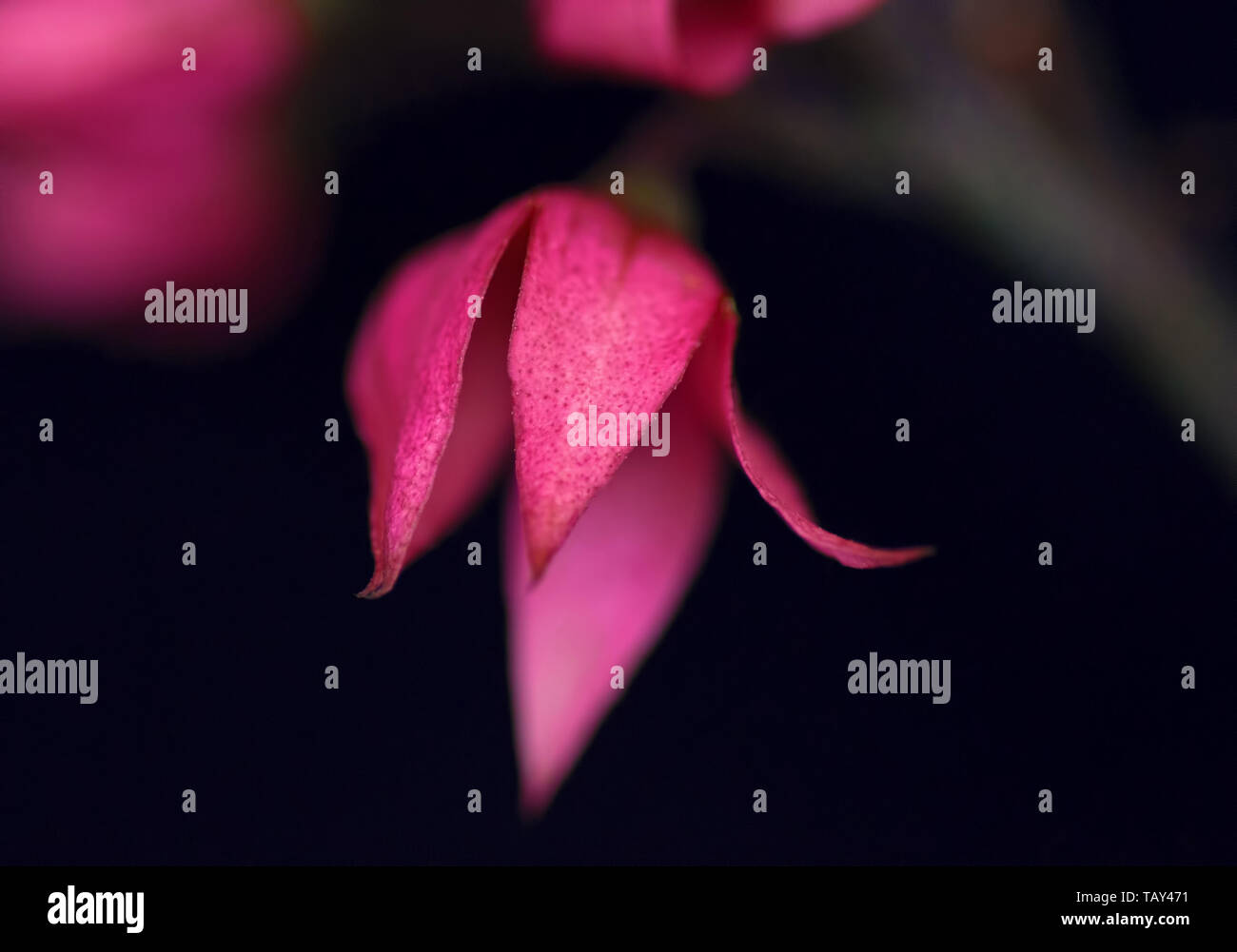 Scarlet Gloria Bower trascorso germoglio di fiore Foto Stock