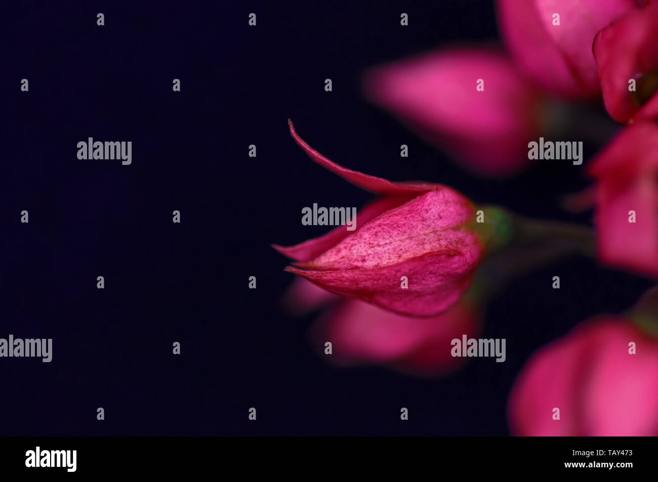 Scarlet Gloria Bower trascorso boccioli di fiori a destra Foto Stock