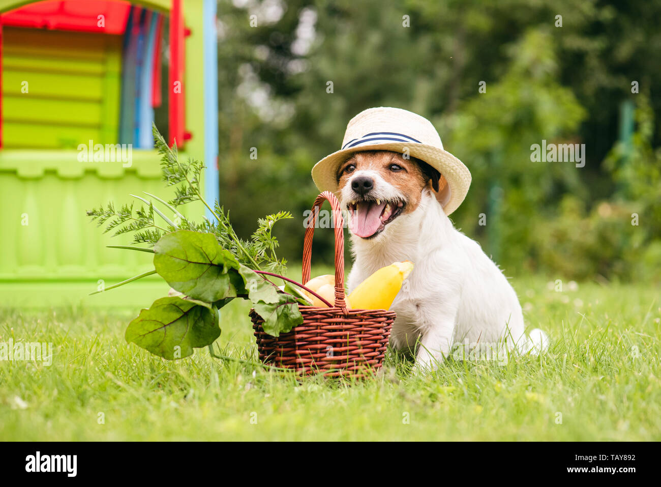 Cane accanto al cesto pieno di naturale cibo fresco dal proprio giardino Foto Stock