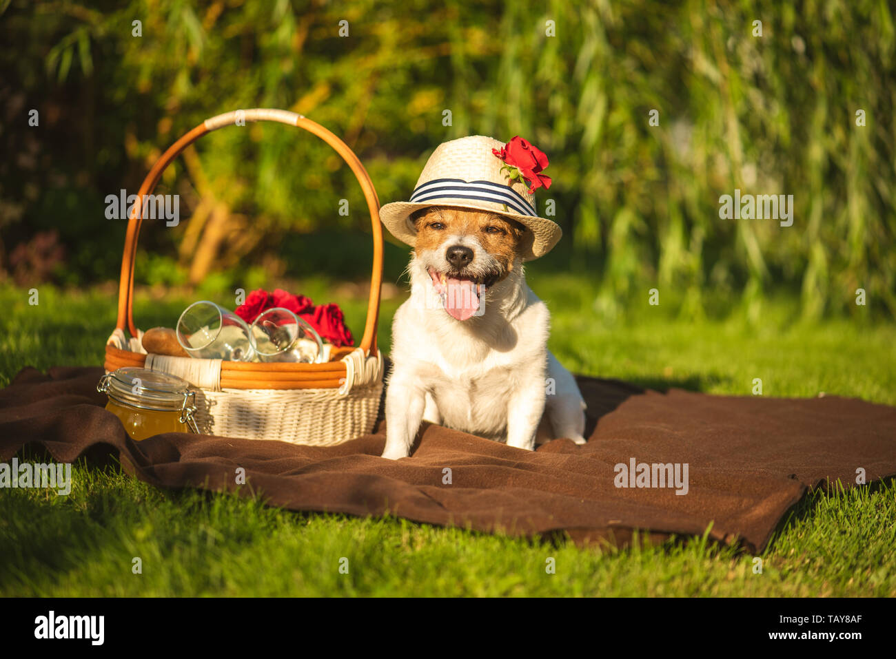 Cane domestico a picnic al giorno d'estate e di sole Foto Stock