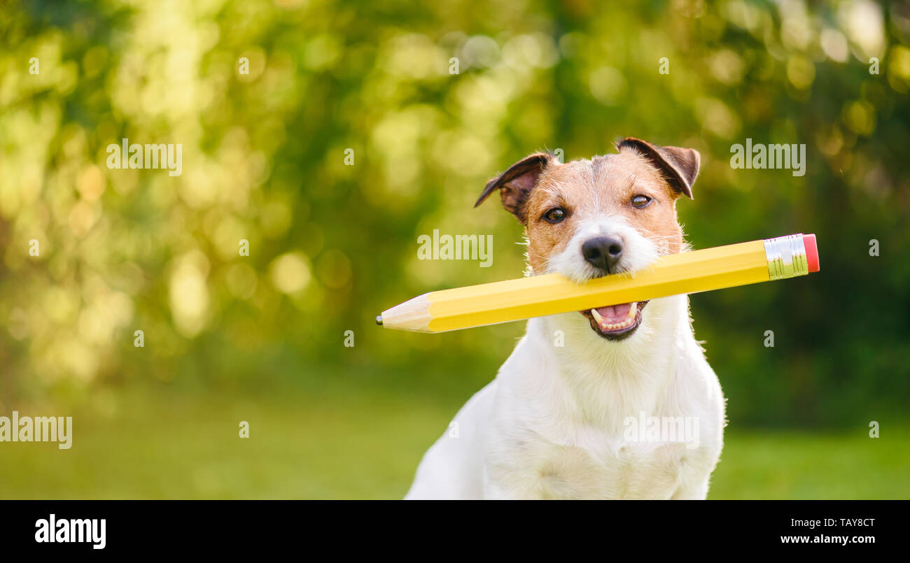 Si torna a scuola idea concetto con divertenti cane azienda big matita Foto Stock