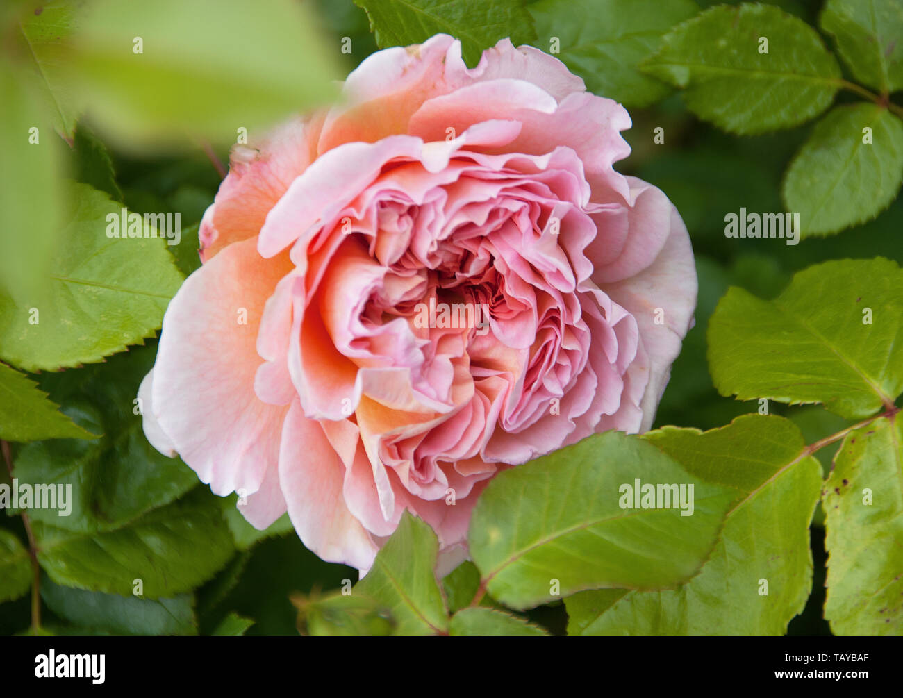 Rosa 'A Shropshire Lad' è una fantastica rosa versatile che può essere cresciuto come un grande arbusto o un corto rosa rampicante se dato supporto. Foto Stock