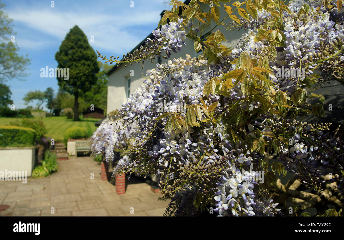 Il Glicine in un giardino cottage Foto Stock