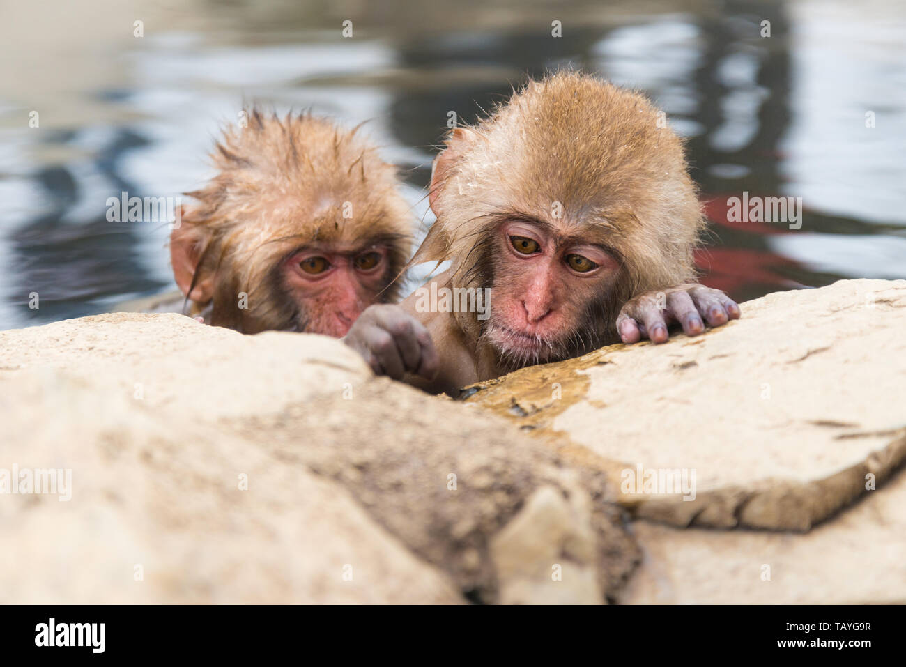 Macachi giapponesi la balneazione in corrispondenza di Jigokudani Monkey Park Foto Stock