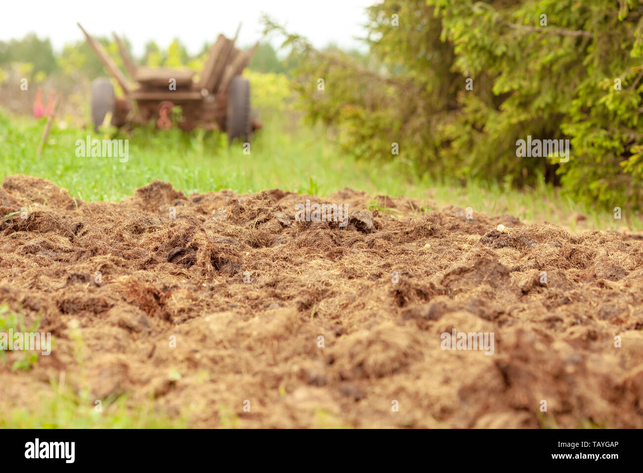 Lo stallatico proveniente da vacche su un campo agricolo, un mucchio di concime naturale per fertilizzare il terreno sul campo e ottenere un buon raccolto di prodotti e verdure, Foto Stock