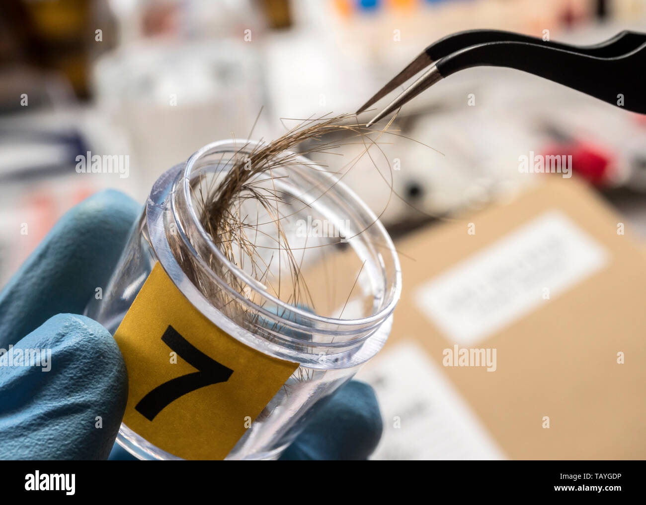 Polizia specializzata analizza i capelli di omicidio vittima con una pinzetta, immagine concettuale Foto Stock