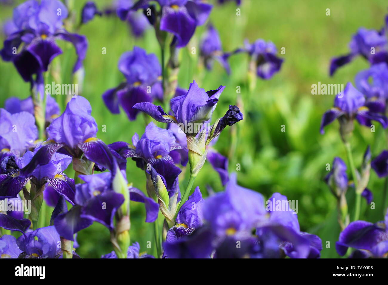Iris blu fiori che crescono nel giardino, sfondo verde. Molte delle iridi (Iris germanica) . Foto Stock