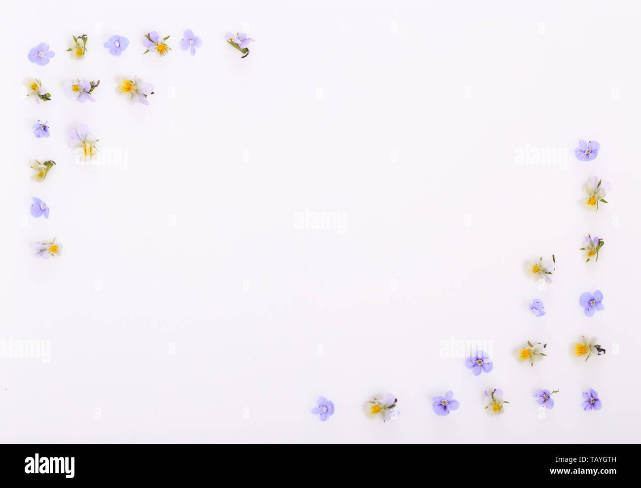 Motivo floreale su sfondo bianco, piccoli e bianchi fiori gialli Foto Stock