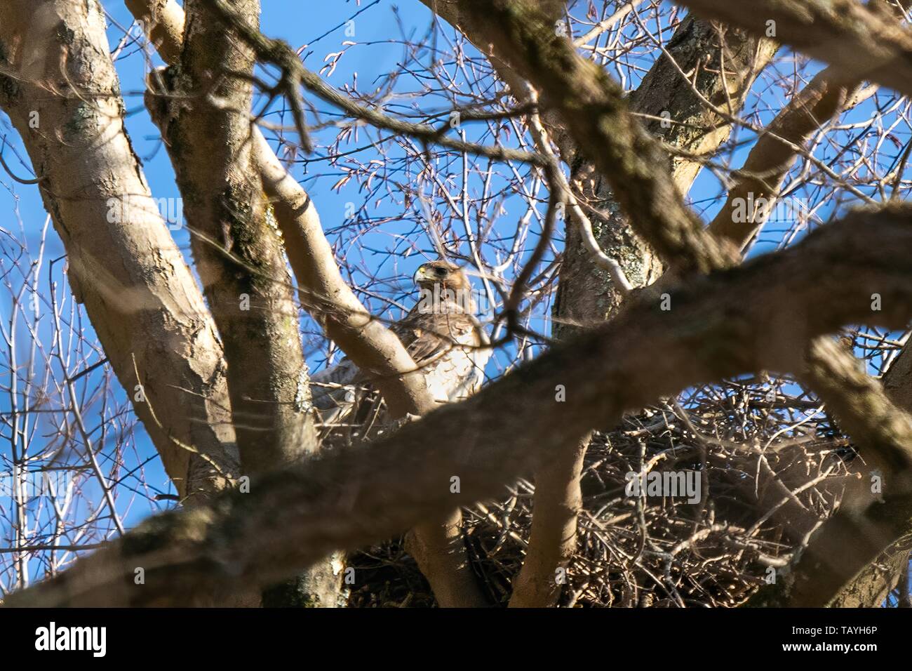 Madre hawk appollaiato nel suo nido in alto sopra la foresta Foto Stock