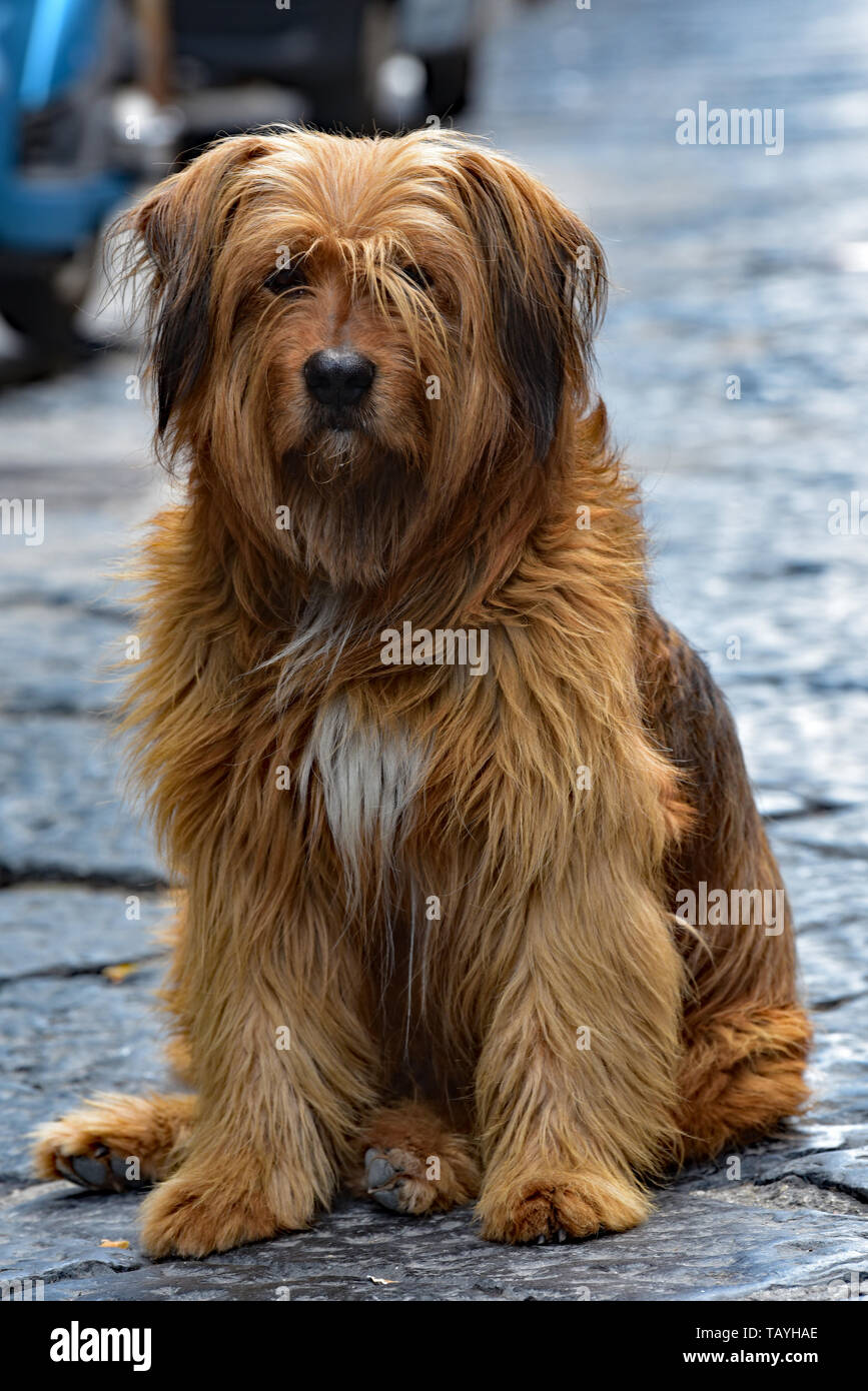 Shaggy dog, collegamento per forzamento del suo territorio per le strade del quartiere spagnolo, Napoli, Italia, Europa. Foto Stock
