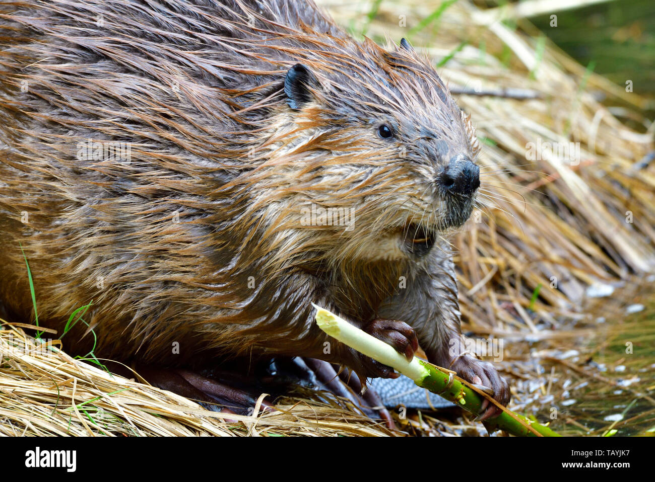 Un vicino l immagine di un wild Beaver "Castor canadensis', tenere su il suo fresco pelato stick sulla riva del suo beaver pond. Foto Stock