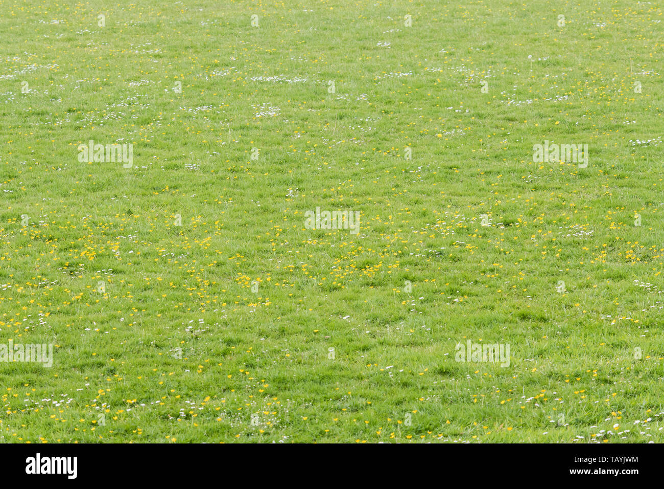 Creeping Renoncules / Ranunculus repens & Margherite / Bellis perennis. Concetto di prato problema erbacce, sorpassato da Erbacce Erbacce sorpassi, patch di erba. Foto Stock