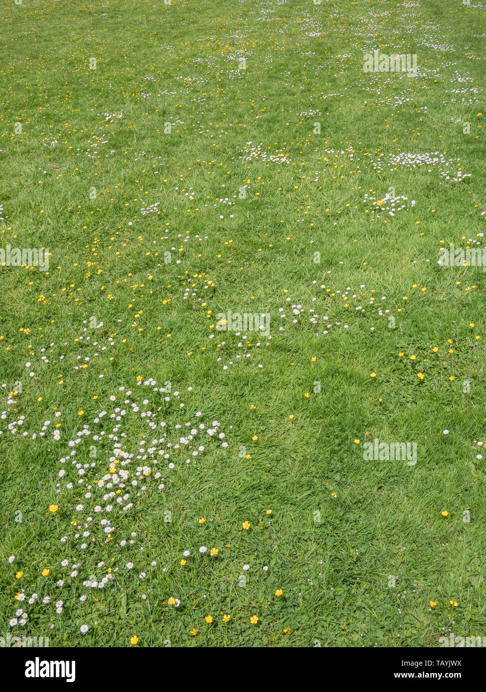 Creeping Renoncules / Ranunculus repens & Margherite / Bellis perennis. Concetto di prato problema erbacce, sorpassato da Erbacce Erbacce sorpassi, patch di erba. Foto Stock