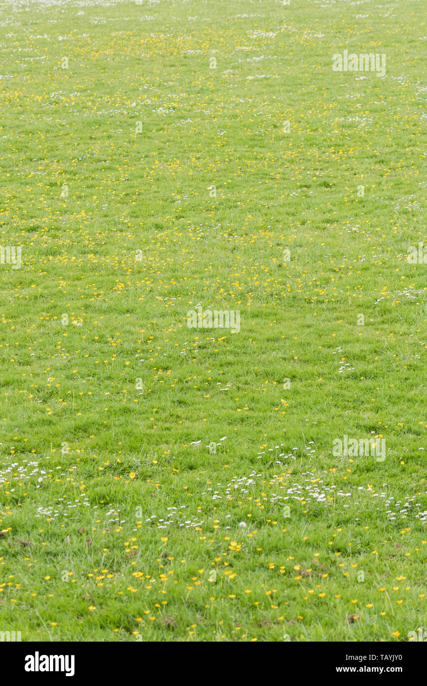 Creeping Renoncules / Ranunculus repens & Margherite / Bellis perennis. Concetto di prato problema erbacce, sorpassato da Erbacce Erbacce sorpassi, patch di erba. Foto Stock