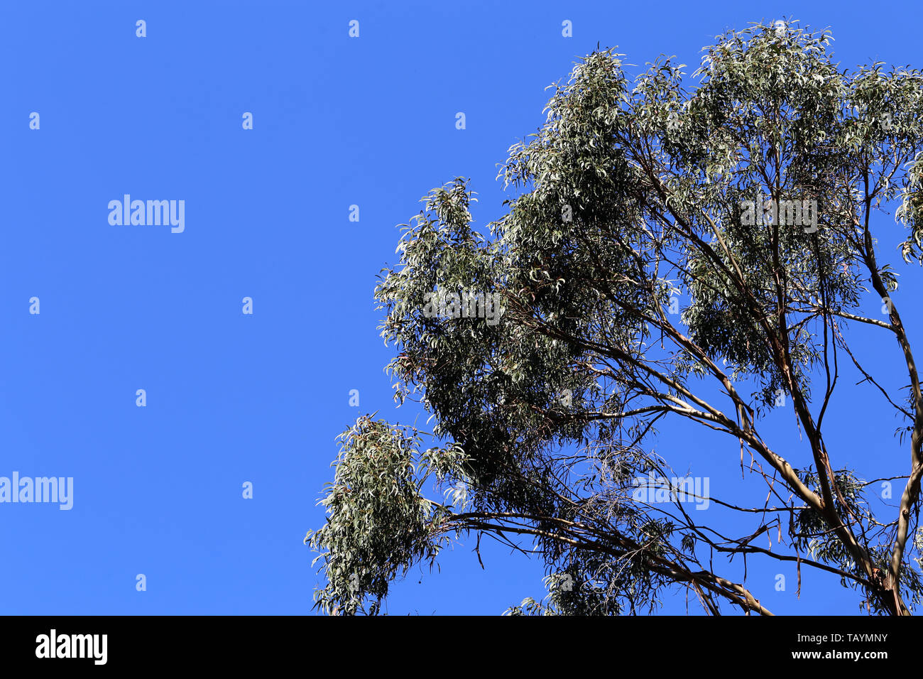 Bellissimo albero rami e foglie nell'isola di Madeira, Portogallo. Questo è molto semplice foto con il cielo azzurro e gli alberi fotografata da sotto Foto Stock