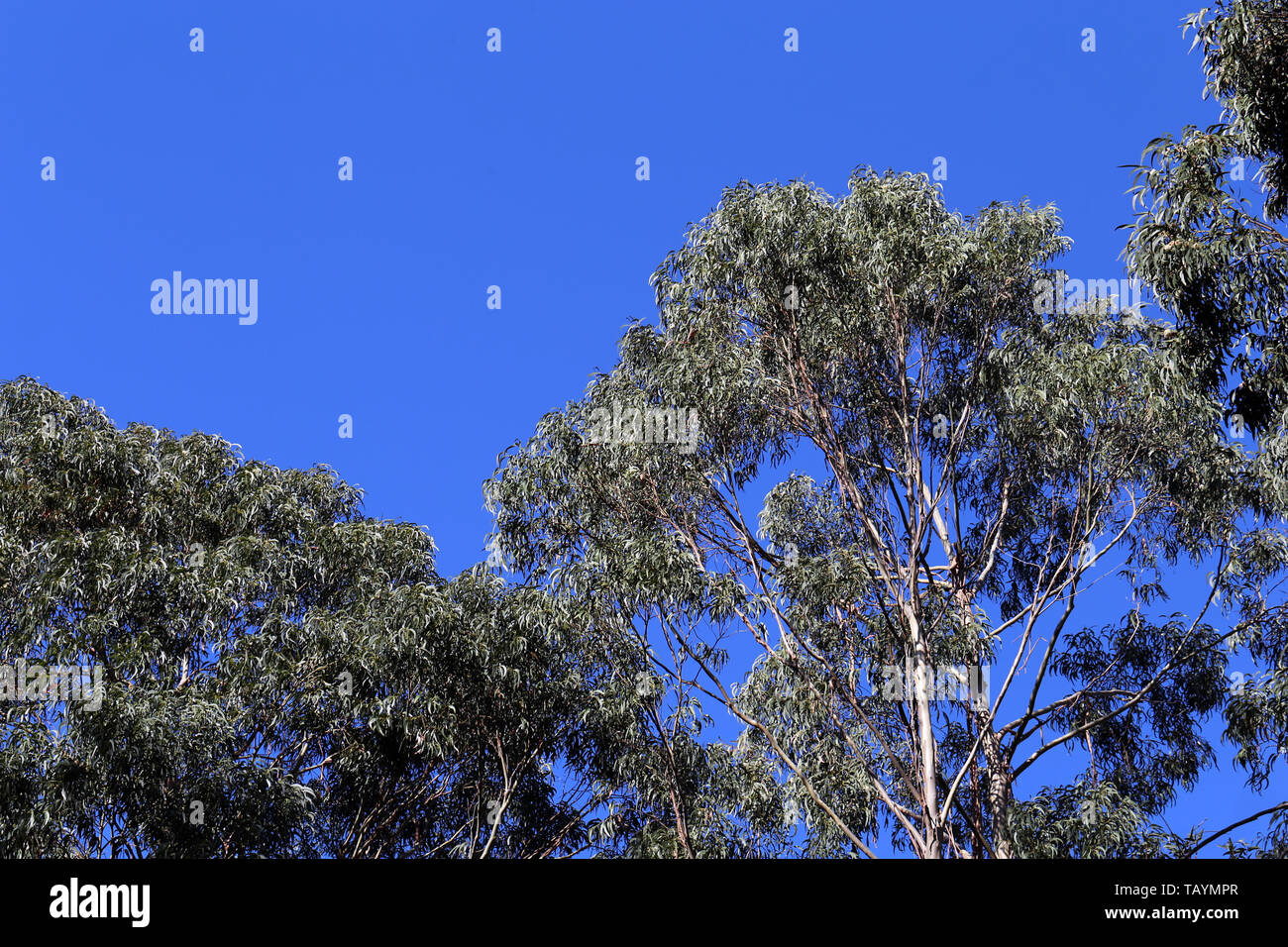 Bellissimo albero rami e foglie nell'isola di Madeira, Portogallo. Questo è molto semplice foto con il cielo azzurro e gli alberi fotografata da sotto Foto Stock