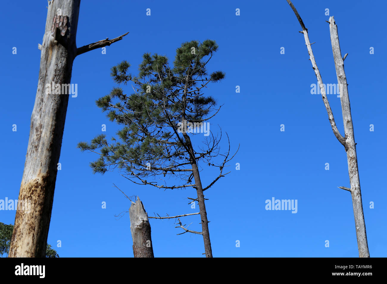 Bellissimi alberi e albero morto barks nell'isola di Madeira, Portogallo. Questo è molto semplice foto con il cielo azzurro e gli alberi da sotto. Foto Stock