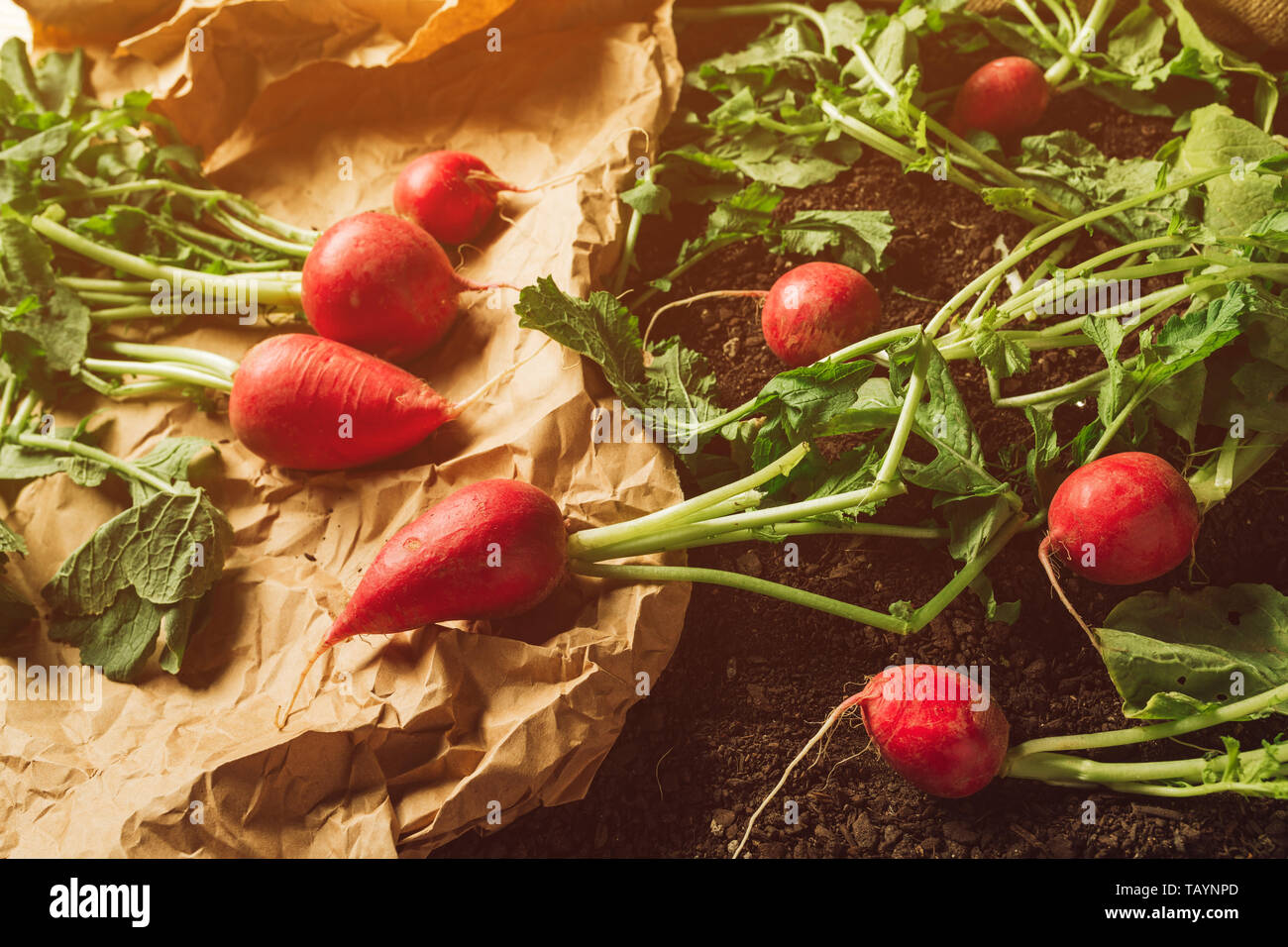 Red garden ravanelli sul terreno dopo il raccolto, organic homegrown produrre pronto per essere imballato e spedito al mercato agricolo Foto Stock
