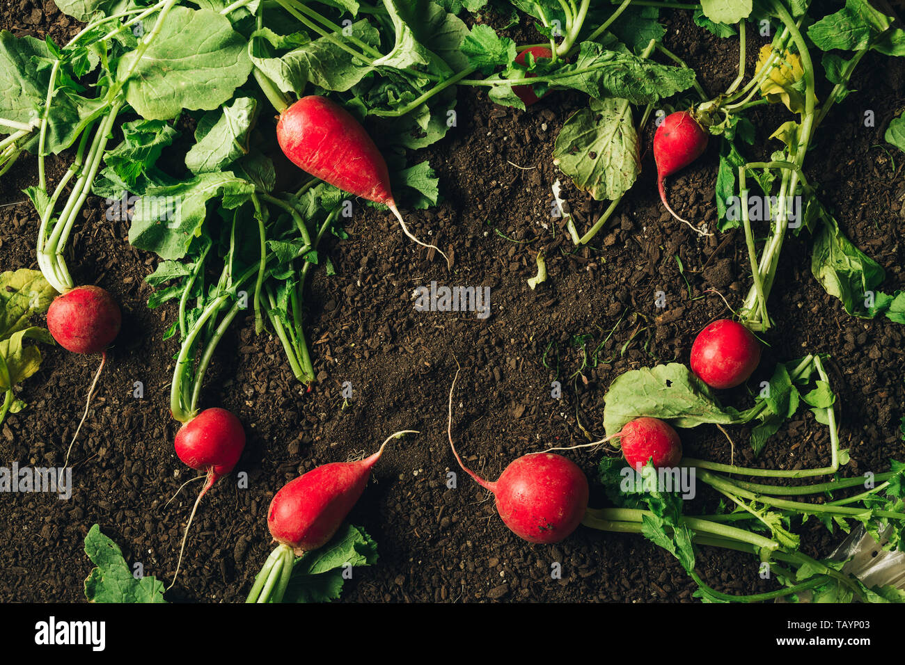 Red garden ravanelli sul terreno dopo il raccolto, organic homegrown produrre pronto per essere imballato e spedito al mercato agricolo, vista dall'alto Foto Stock
