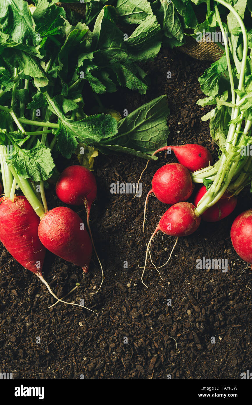 Red garden ravanelli sul terreno dopo il raccolto, organic homegrown produrre pronto per essere imballato e spedito al mercato agricolo, vista dall'alto Foto Stock