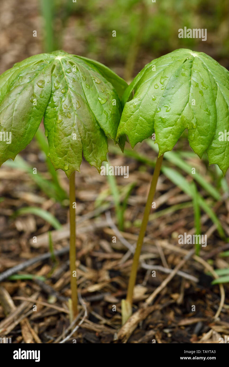 Coppia di giovani piante Mayapple in primavera con ombrello bagnato in foglia dopo la pioggia in un giardino di Toronto Foto Stock