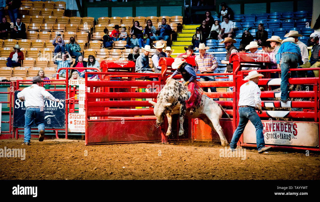 rodeo bull riding, evento sportivo estremo, braccio cowboy in aria come egli cerca di cavalcare grande toro, colosseo, Fort Worth, magazzini, Texas, USA, Foto Stock