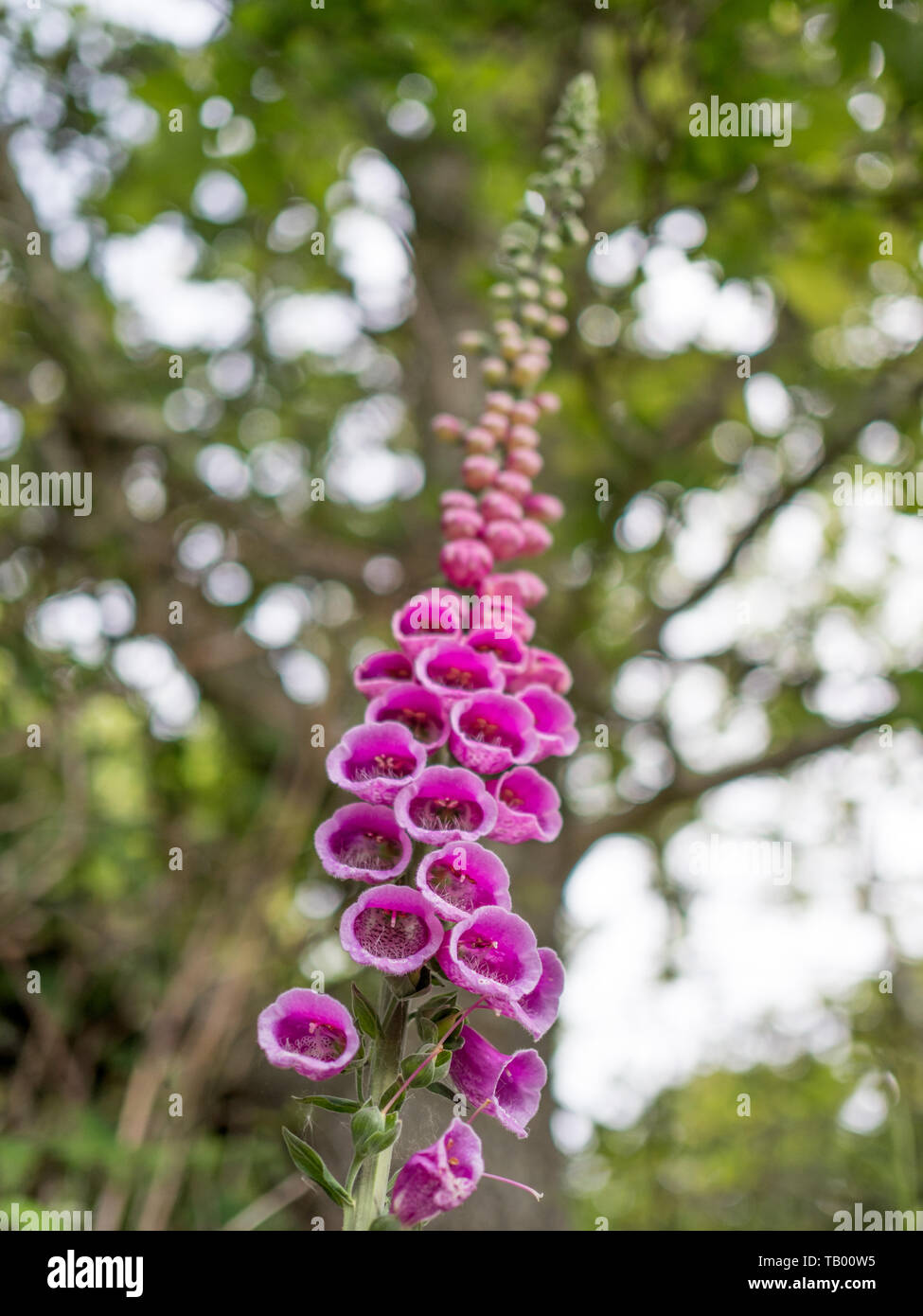 Una vista ravvicinata di un viola malva foxglove dal basso contro un fuori fuoco bokeh sfondo ad albero Foto Stock