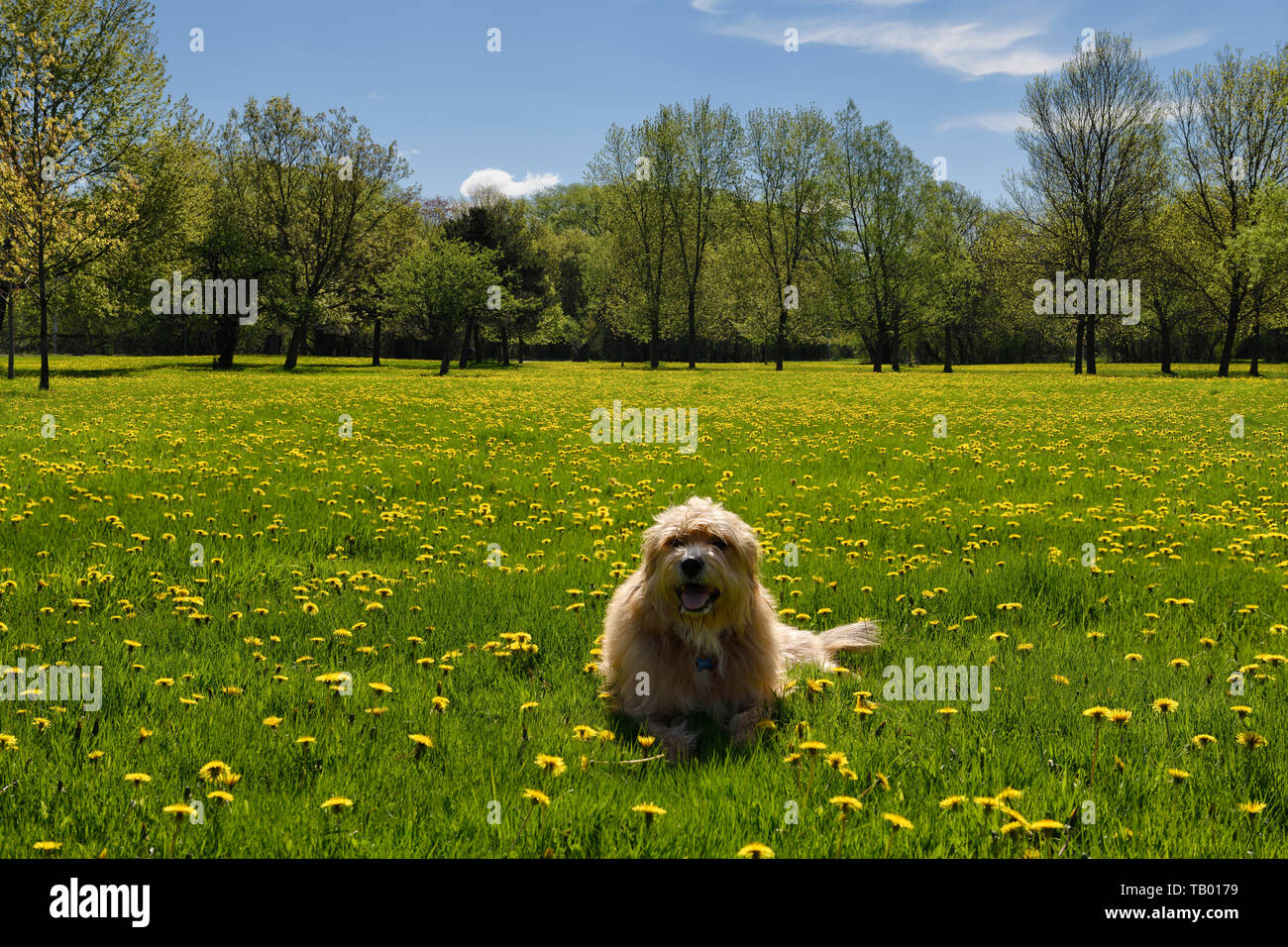 Golden barbuto cane giacente in fresco di erba verde con giallo tarassaco fiori in primavera Park Toronto Foto Stock