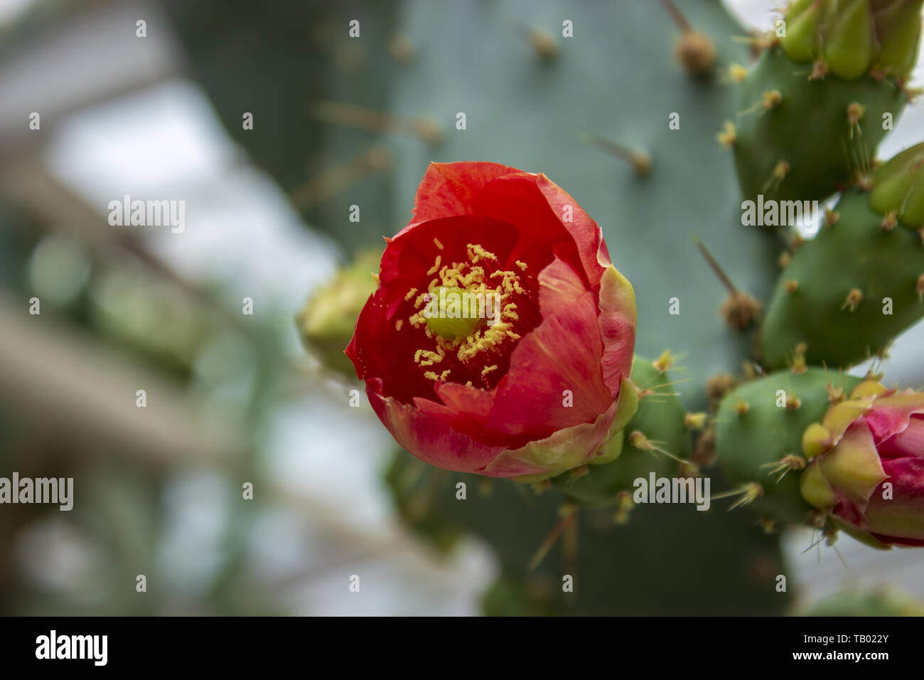 Dettaglio delle Grandi cactus - fiore rosso di Opuntia nel giardino botanico Foto Stock