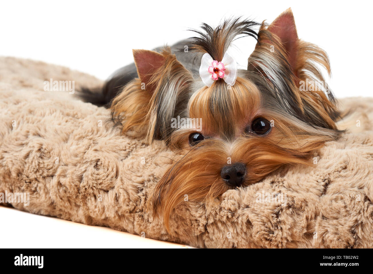 Yorkshire Terrier si trova su marrone del cane Foto Stock