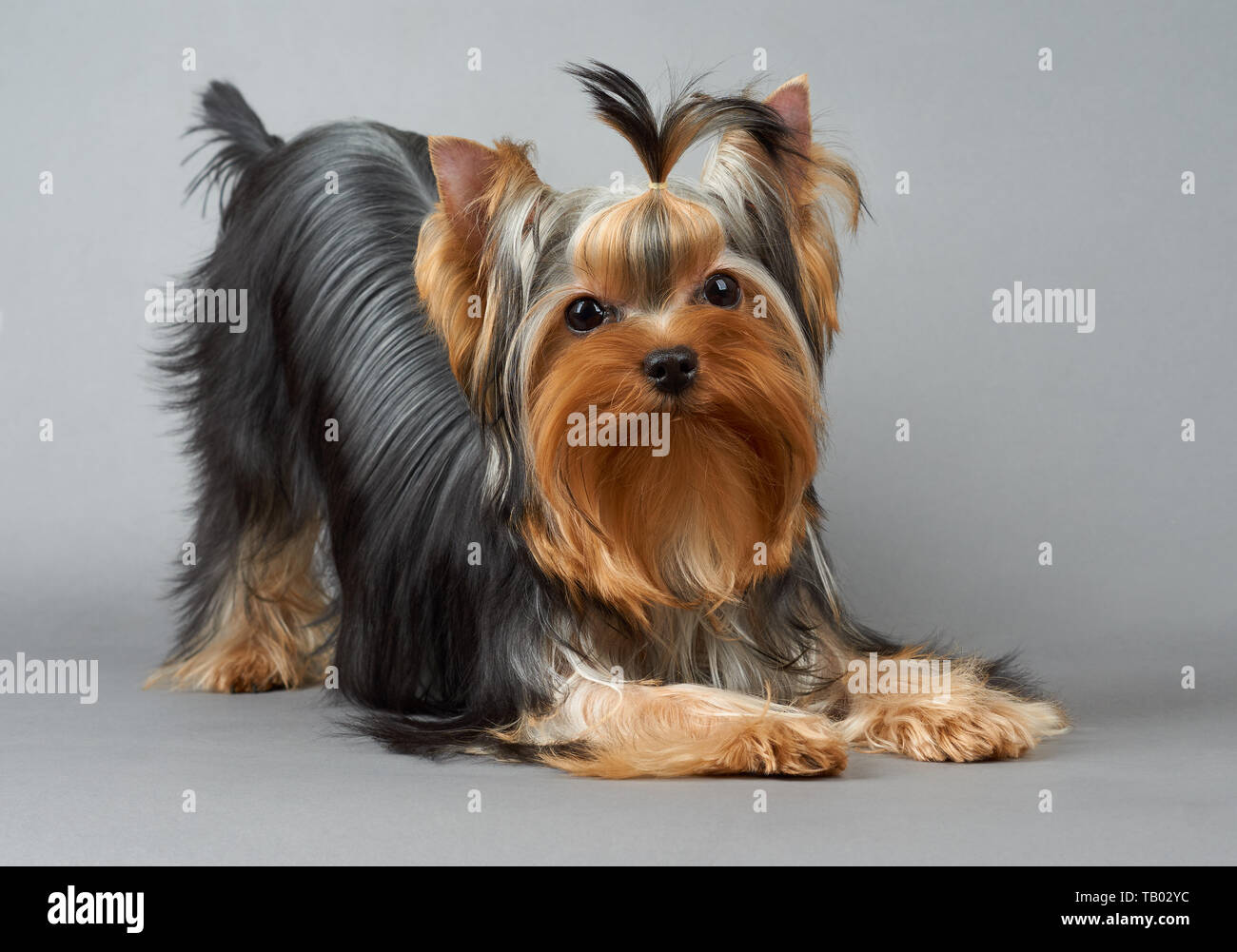 Yorkshire Terrier sollevato torna su sfondo grigio Foto Stock