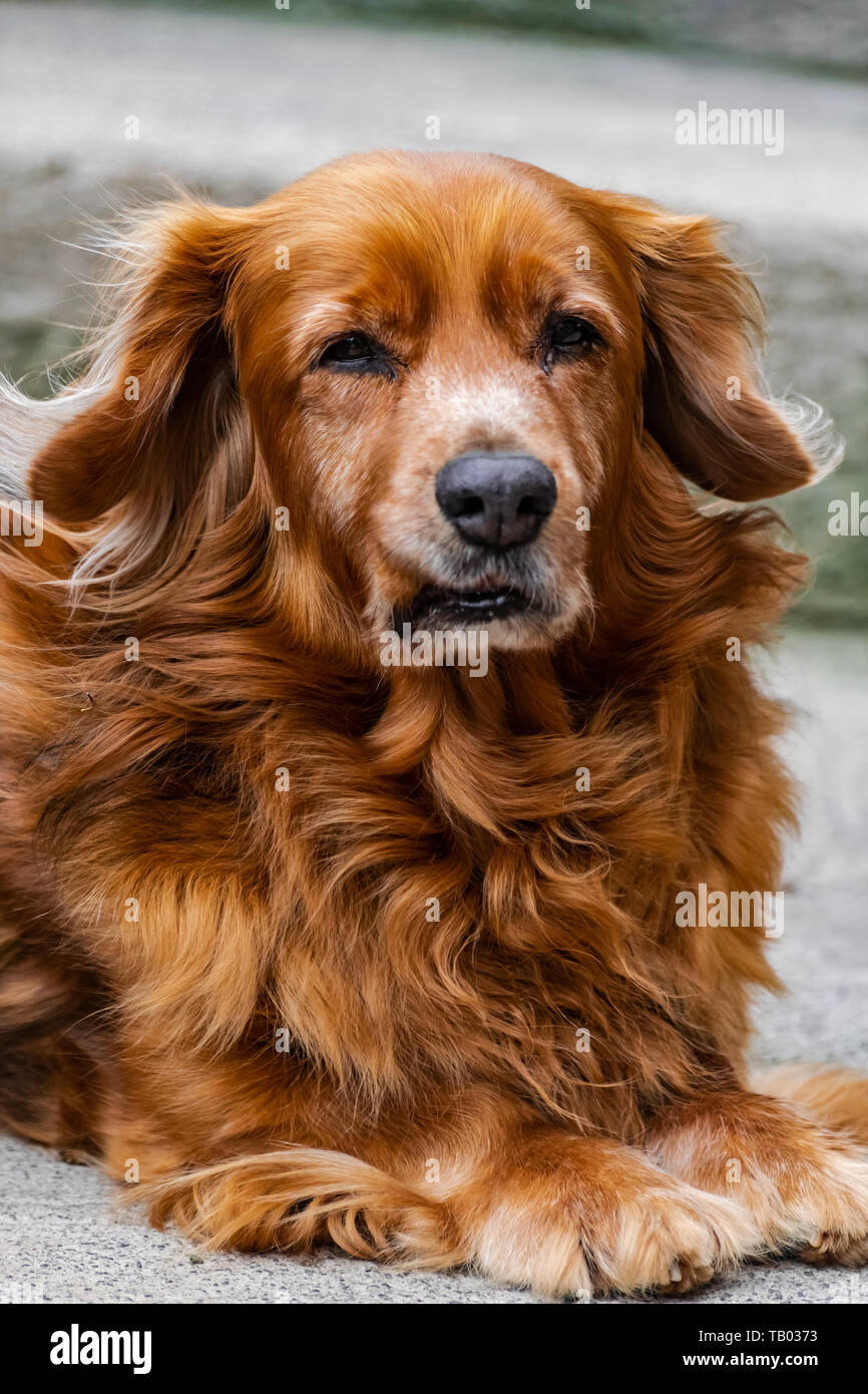 Marrone adorabile cane di media taglia, seduto e guardando a voi Foto Stock