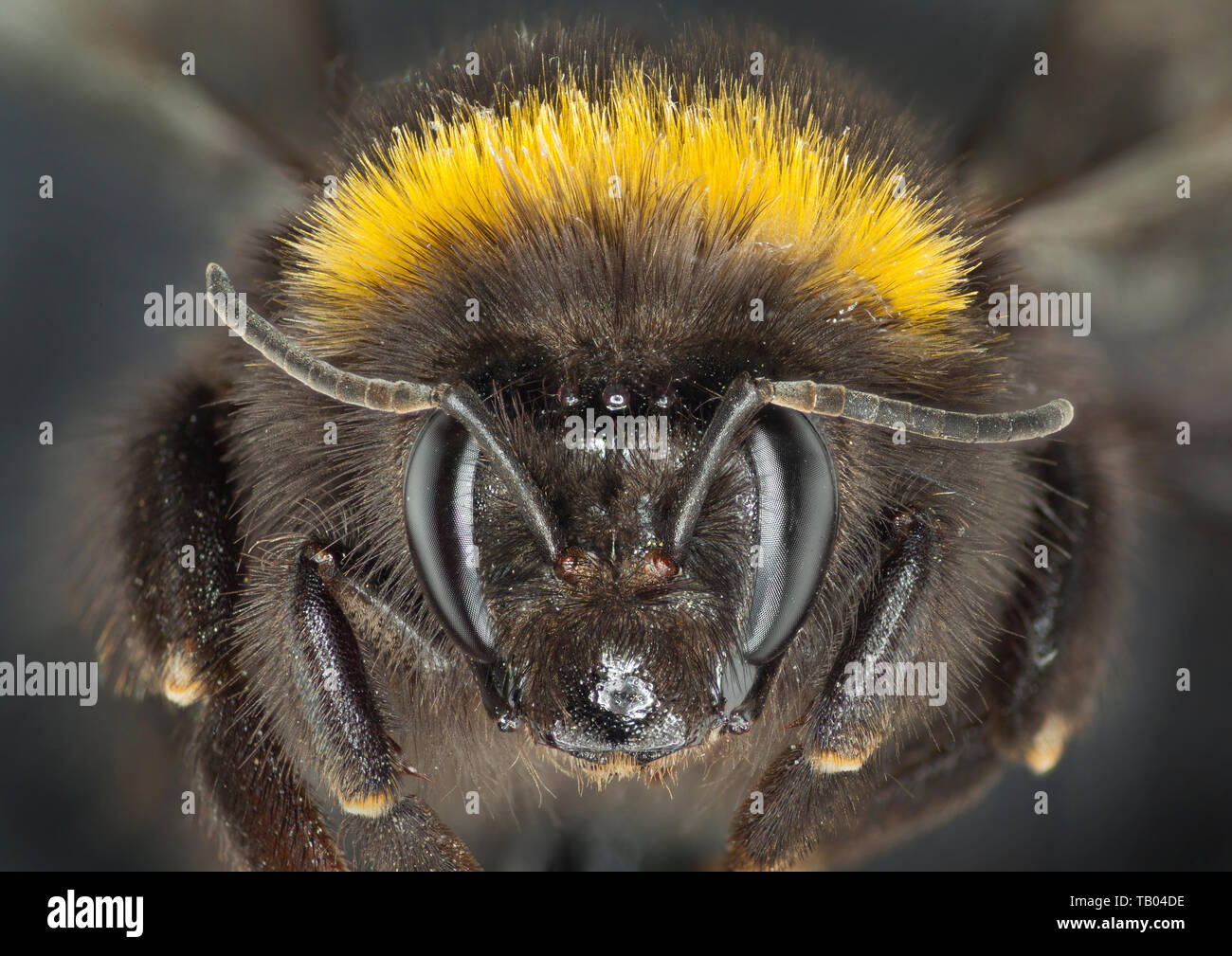 Bumble Bee, Bombus sp. testa illustrante le antenne e occhi composti, occhi semplici Foto Stock