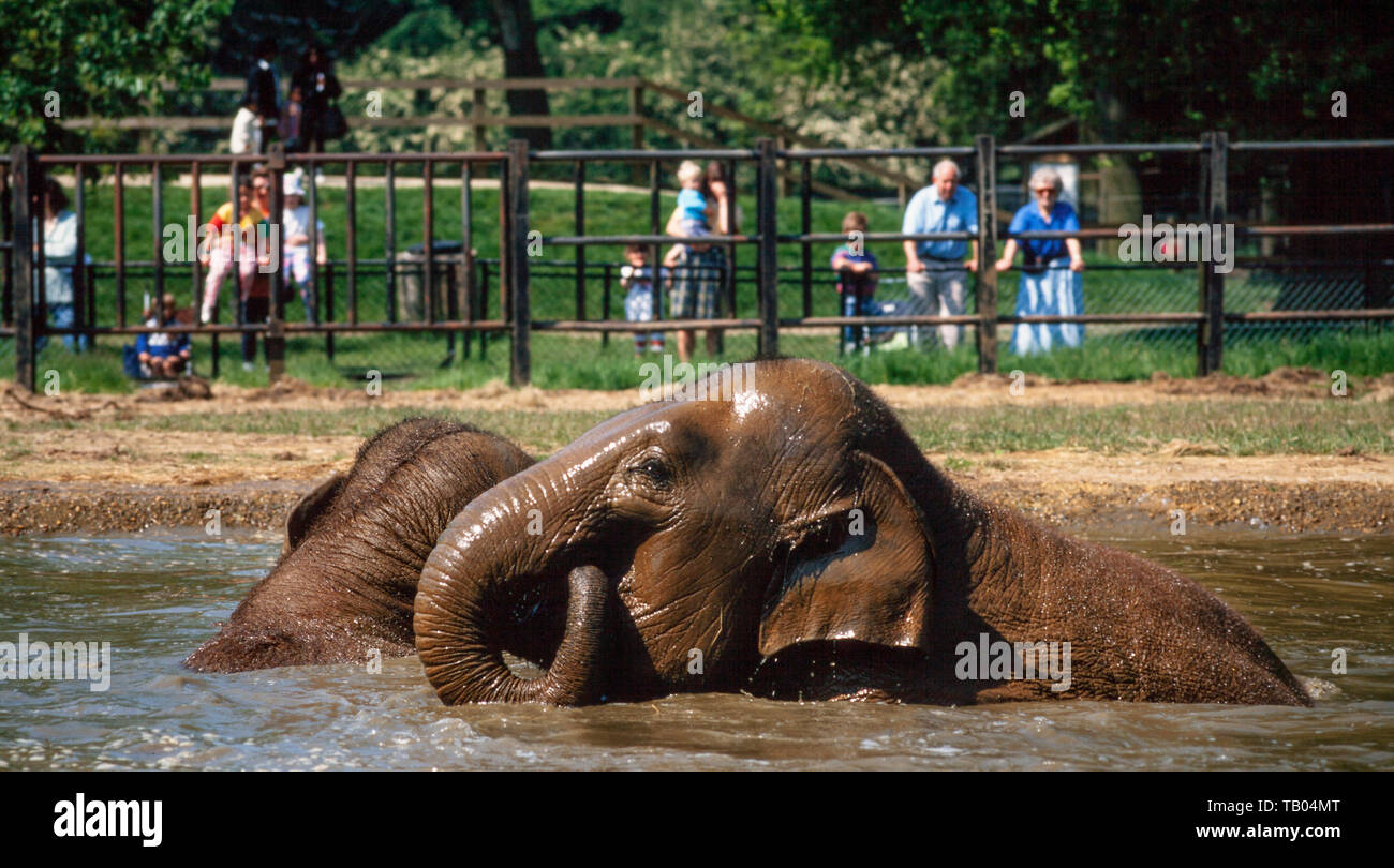 Asiatico elefante indiano, Elephas maximus, scorazzare in un bagno di acqua Foto Stock