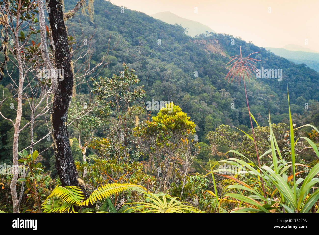 Mount Kinabalu, Sabah montaine vegetazione Foto Stock