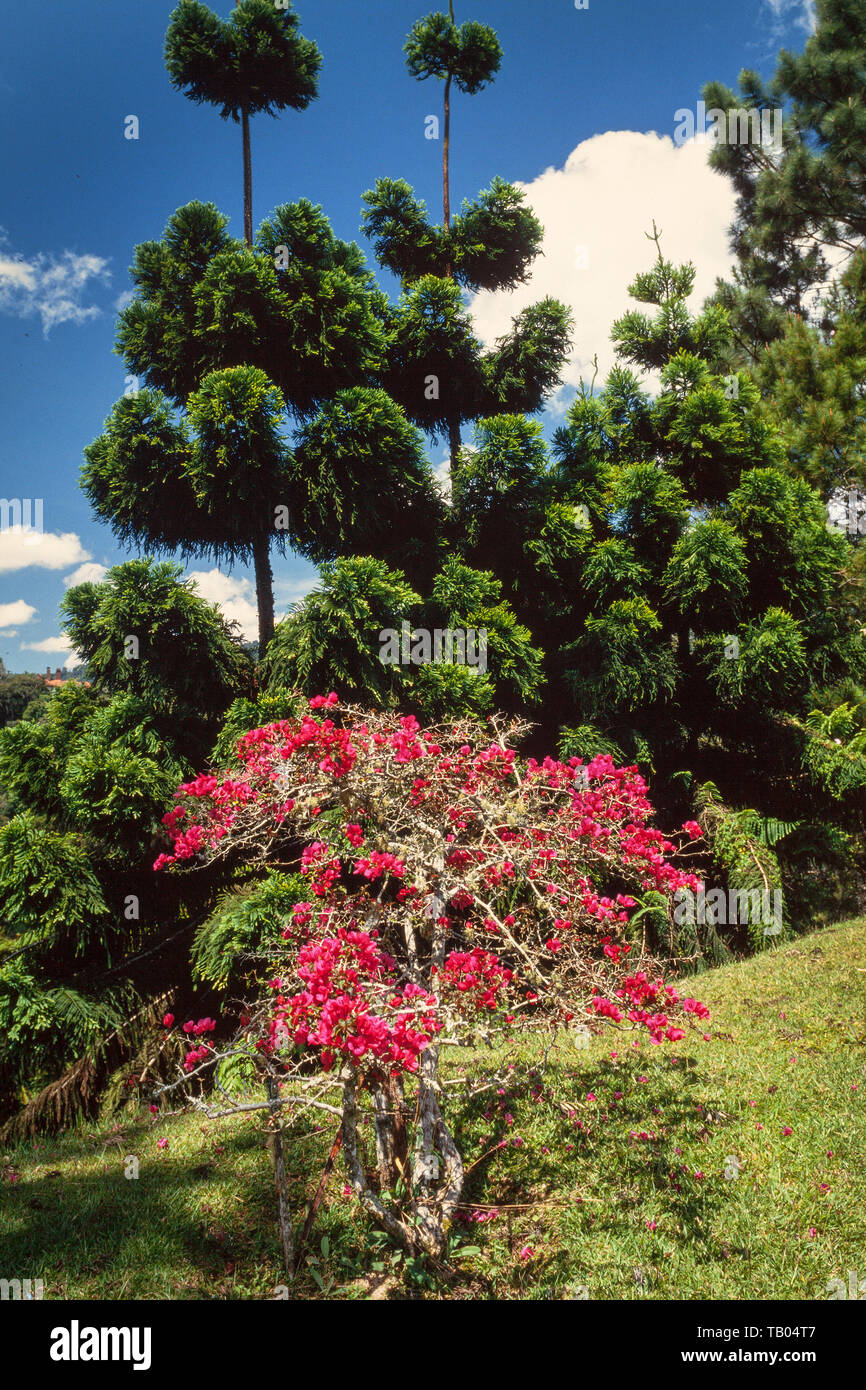 Cameron Highlands paesaggio, alberi di pino, magenta bouganville, Bougainvillea spectabilis Foto Stock