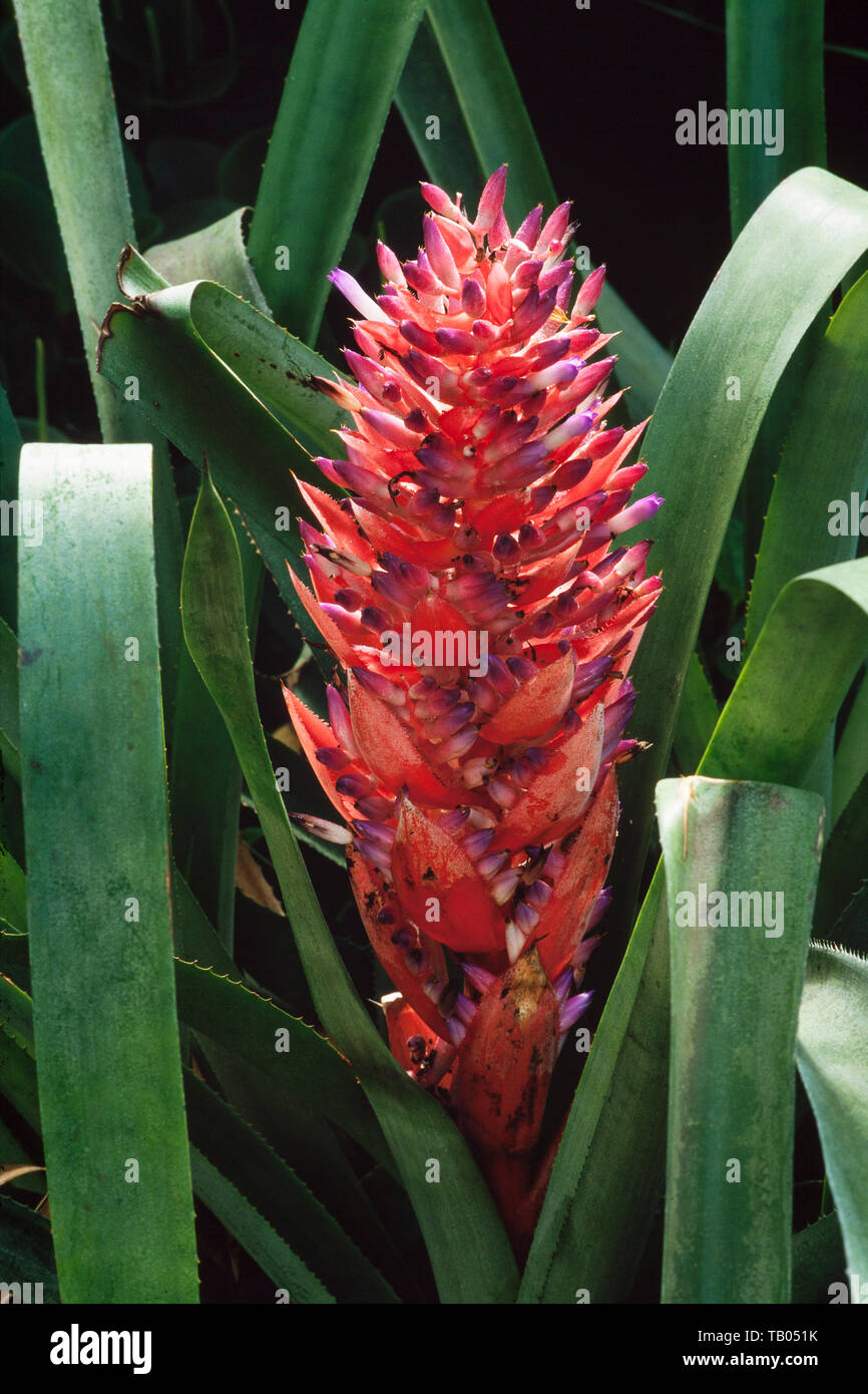 Fiore Bromiliad, Nidularium scheremetiewii, Sud America Foto Stock