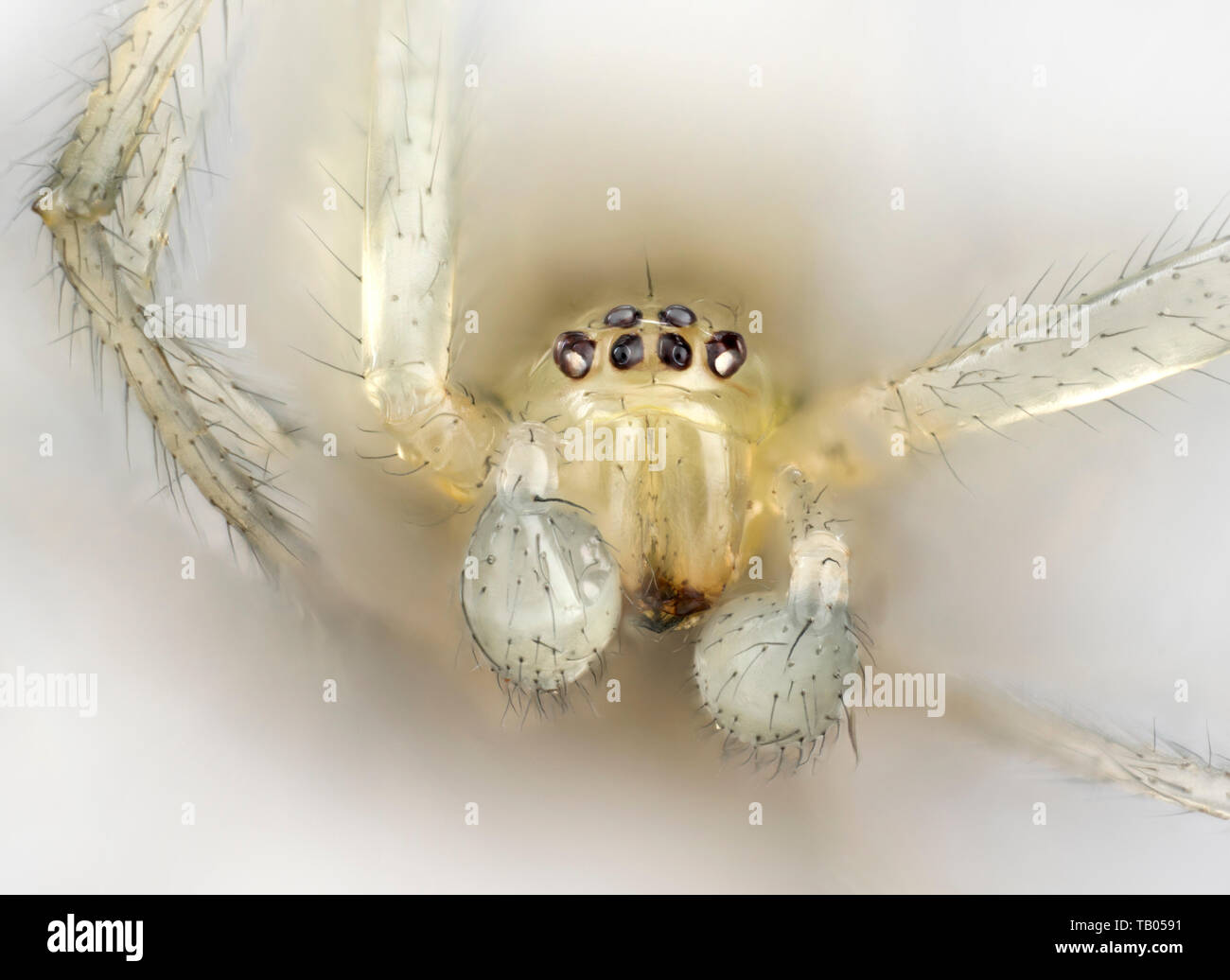 Imature cetriolo Spider, Araniella cucurbitina, macro vista frontale che mostra gli occhi palpi & Foto Stock