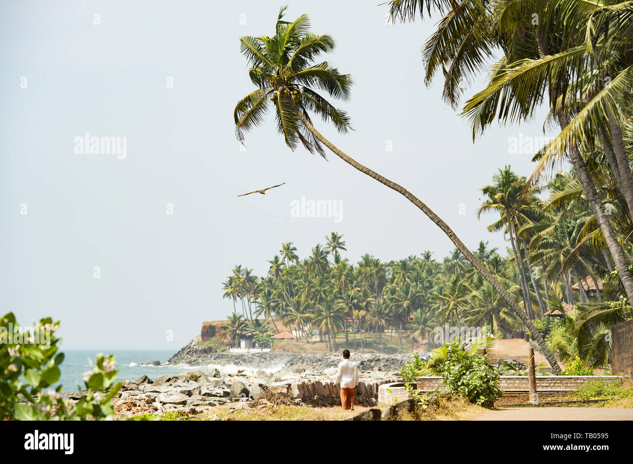 Un uomo sta camminando su una bella e rilassante spiaggia fiancheggiato da verdi palme durante il tramonto mentre un aquila è volare su di lui. Varkala Kerala, India Foto Stock